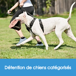 Chiens catégorisés